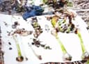 Фото останков с места находки тела Влада Бахова