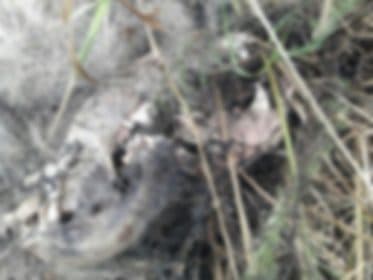 «Раздроблена до ужаса». В Рославльском районе обнаружили тело погибшей собаки